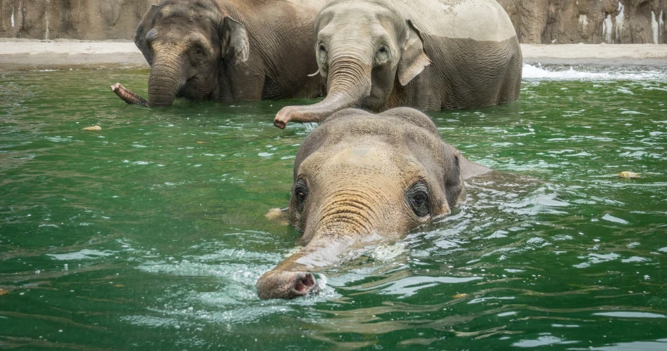 10 Mejores Actividades Familiares en Portland, OR